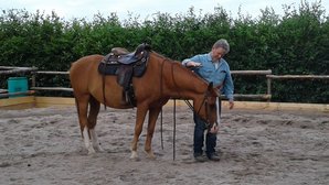 Kommunikation mit dem Pferd Kommunikation mit dem Pferd
