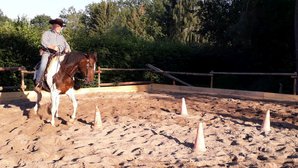 Training der Pferde Training der Pferde